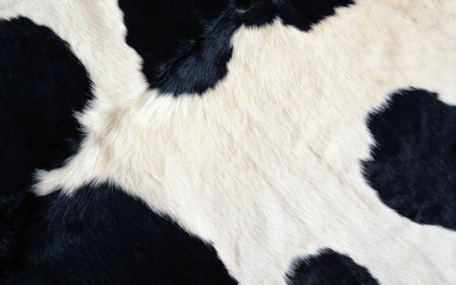 Cow print pattern black white #2 free wallpaper - medium preview image