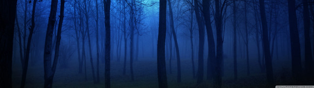 Dark forest full moon trees #2 free wallpaper - medium preview image