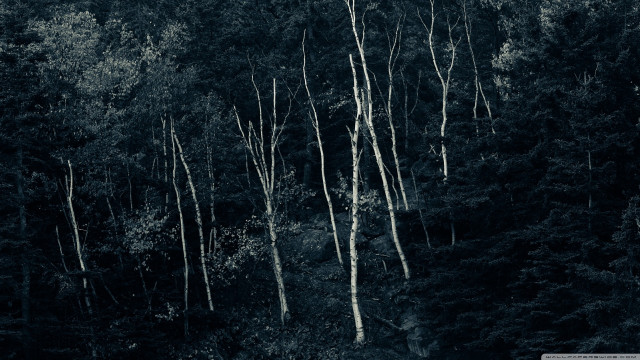 Black white forest tall trees free wallpaper - medium preview image