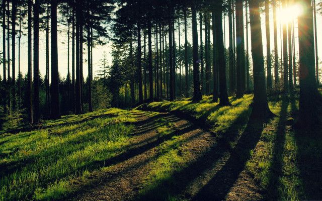 Forest path sunlight trees grass free wallpaper - medium preview image