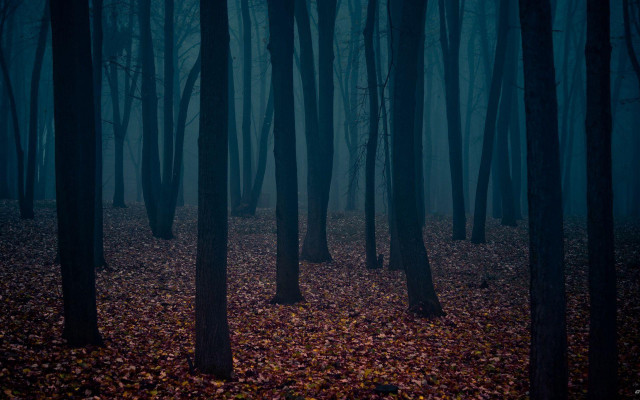 Dark forest foggy sky bare free wallpaper - medium preview image