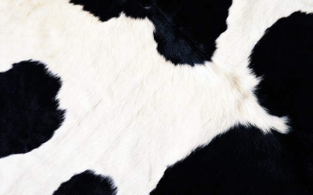 Cow print pattern black white free wallpaper - medium preview image