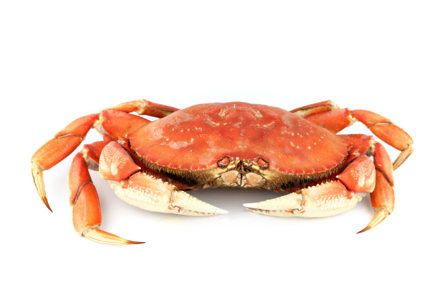 Red crab white background image free wallpaper - medium preview image