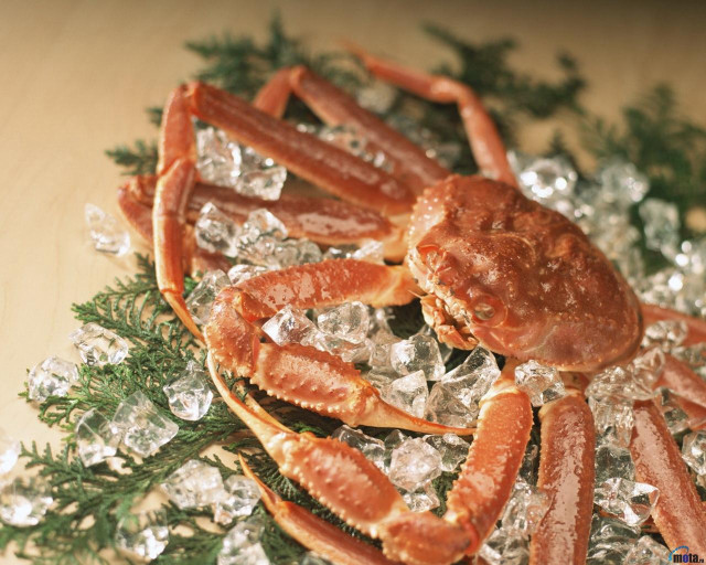 Crab on ice on table free wallpaper - medium preview image