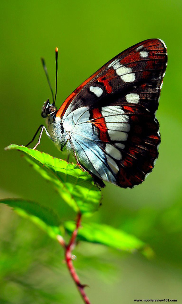 Butterfly green leaf macro blurry free wallpaper - medium preview image