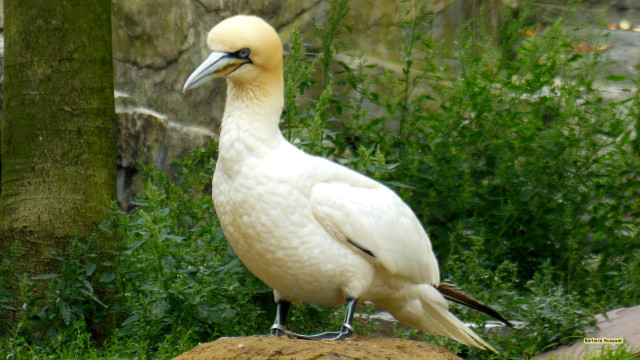 White bird yellow beak rock free wallpaper - medium preview image