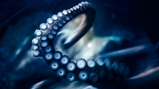Octopus water tentacles open eyes free wallpaper - medium preview image