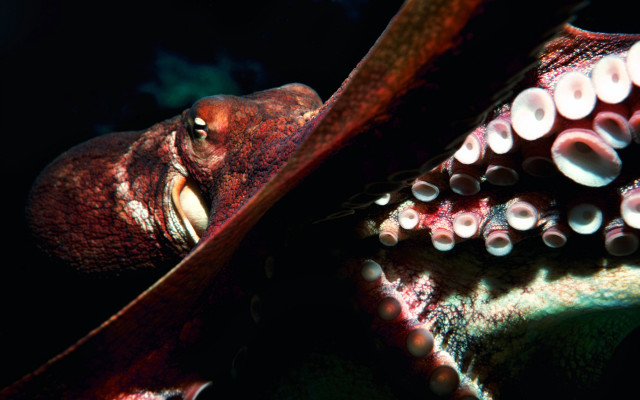 Octopus looking dark mouth open free wallpaper - medium preview image