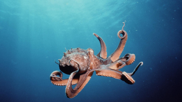 Octopus swimming ocean head above free wallpaper - medium preview image