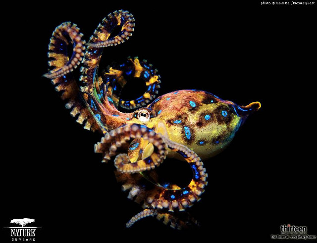 Colorful octopus blue yellow markings free wallpaper - medium preview image