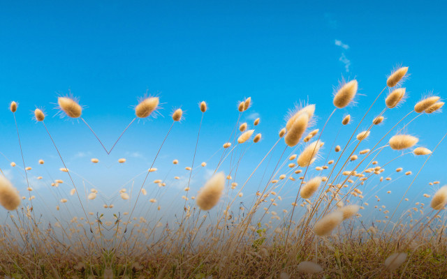 Tall grass blue sky clouds #13 free wallpaper - medium preview image