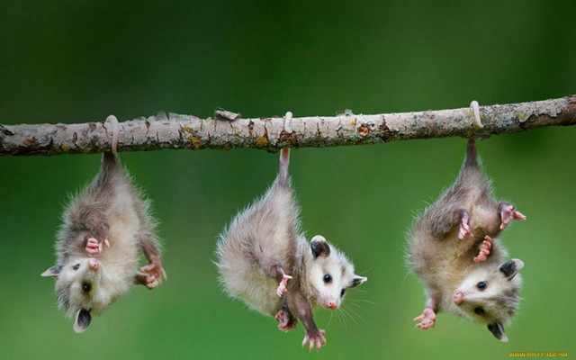 Small animals hanging tree branch free wallpaper - medium preview image