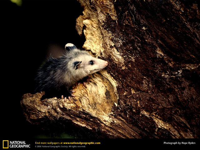 Small animal peeking tree trunk free wallpaper - medium preview image