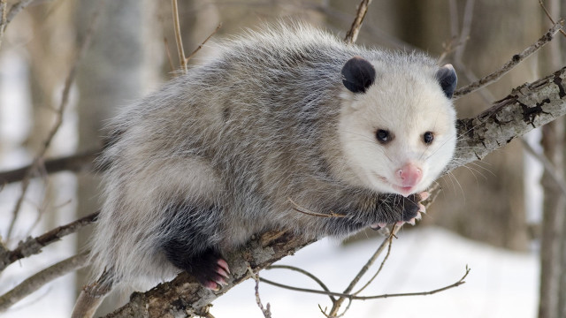 Ferret sitting tree branch snow #3 free wallpaper - medium preview image