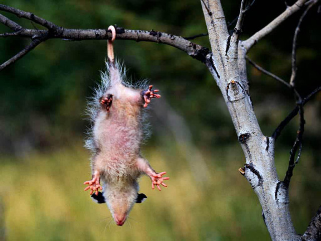 Small animal hanging tree open free wallpaper - medium preview image