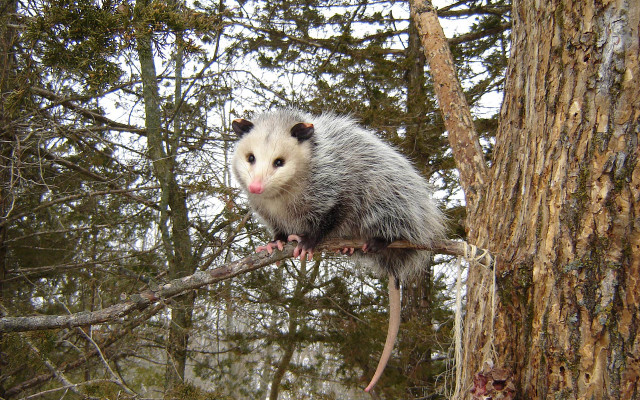 Opossum tree branch forest snow free wallpaper - medium preview image