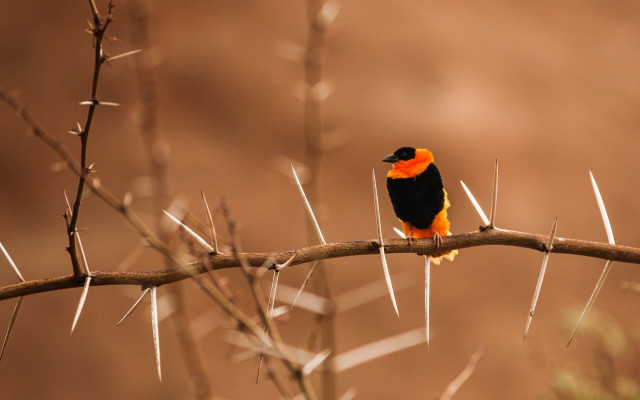 Small bird perched branch needle free wallpaper - medium preview image