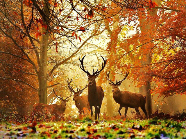 Deer forest fall leaves orange free wallpaper - medium preview image