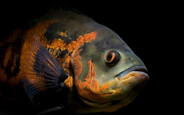 Fish yellow stripe black background free wallpaper - medium preview image
