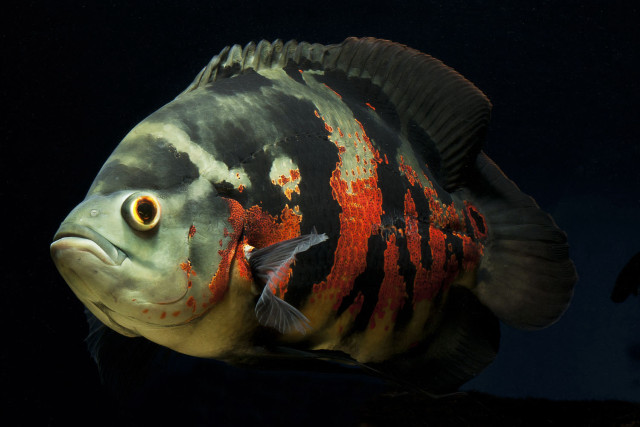 Fish red stripe black background free wallpaper - medium preview image