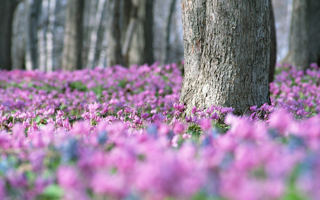 Purple flowers field tree woods free wallpaper - medium preview image