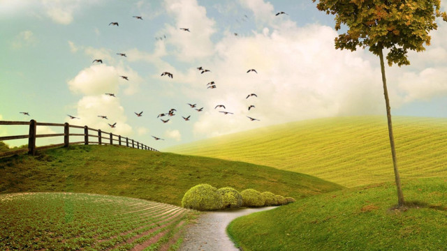 Field tree path fence birds free wallpaper - medium preview image