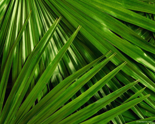 Green palm leaf closeup photorealism free wallpaper - medium preview image