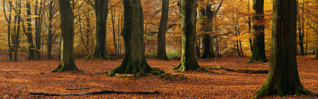 Forest trees leaves ground fallen free wallpaper - medium preview image