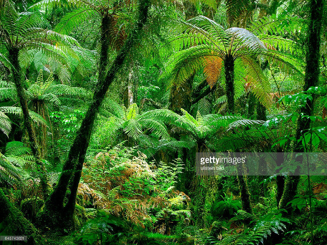 Lush green forest trees plants #3 free wallpaper - medium preview image