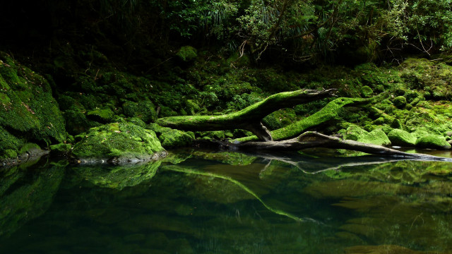 Water mossy rocks trees background free wallpaper - medium preview image