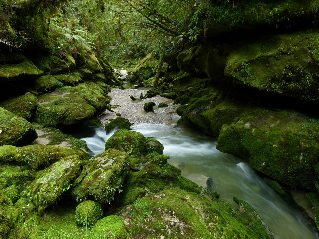 Stream lush forest rocks mossy free wallpaper - medium preview image
