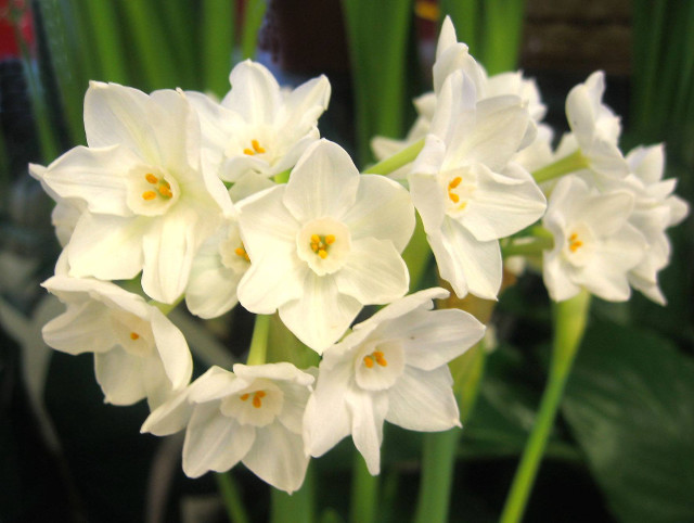 White flowers vase tabletop green free wallpaper - medium preview image