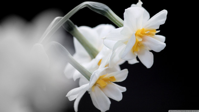 Flower closeup black background white free wallpaper - medium preview image
