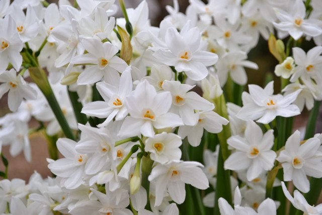 White flowers green stems vase free wallpaper - medium preview image