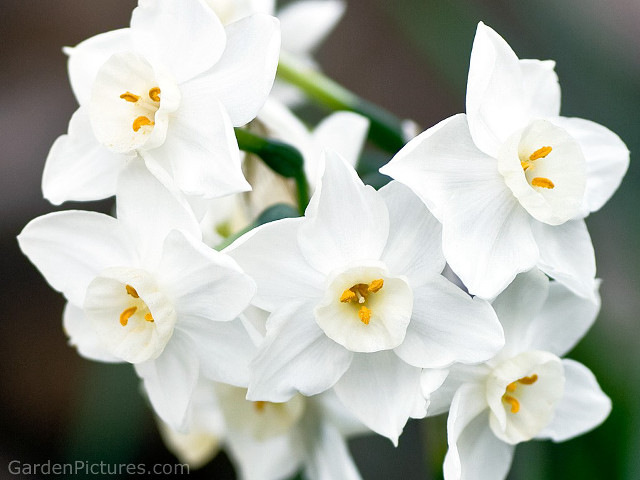 White daisy lily lotus garden free wallpaper - medium preview image