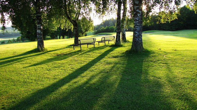 Park benches trees shade sunny free wallpaper - medium preview image
