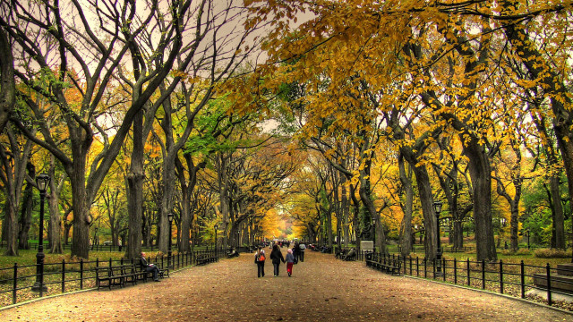 People walking tree lined road free wallpaper - medium preview image