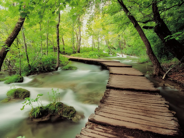 Wooden walkway crosses stream forest #2 free wallpaper - medium preview image