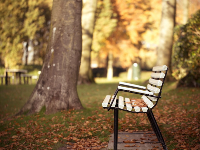 Park bench leaves trees background free wallpaper - medium preview image