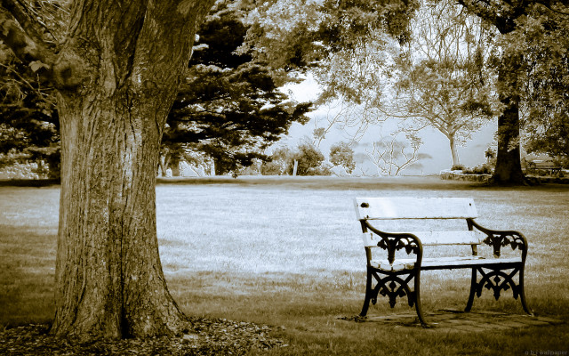 Bench tree park grass field free wallpaper - medium preview image