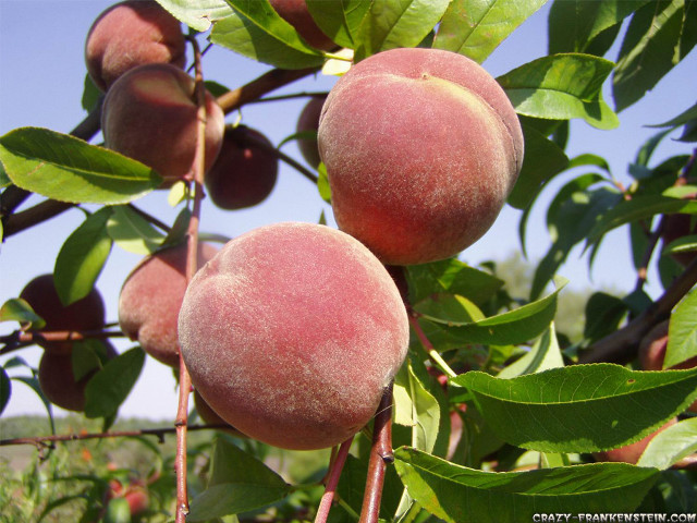 Tree fruit branches blue sky free wallpaper - medium preview image