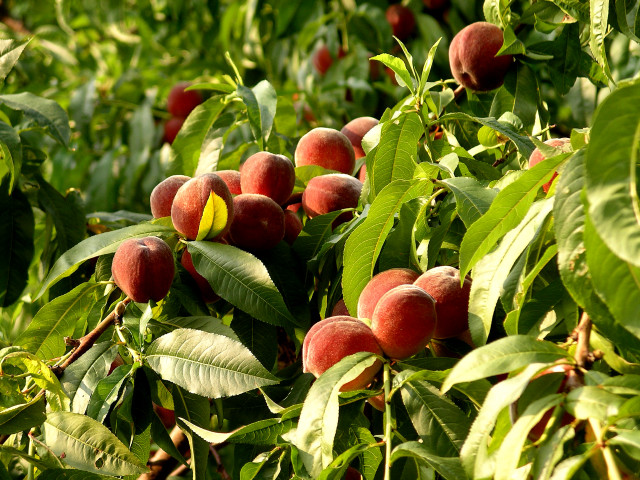 Ripe fruit tree leaves branches free wallpaper - medium preview image