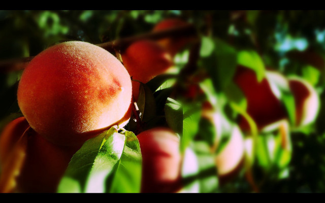 Peach hanging tree leaves blurry free wallpaper - medium preview image