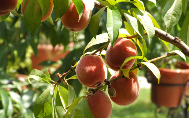 Ripe fruit tree green field free wallpaper - medium preview image