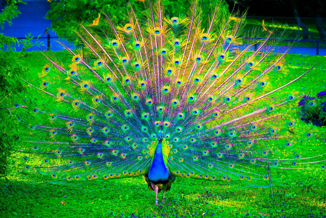 Peacock feathers spread field grass free wallpaper - medium preview image