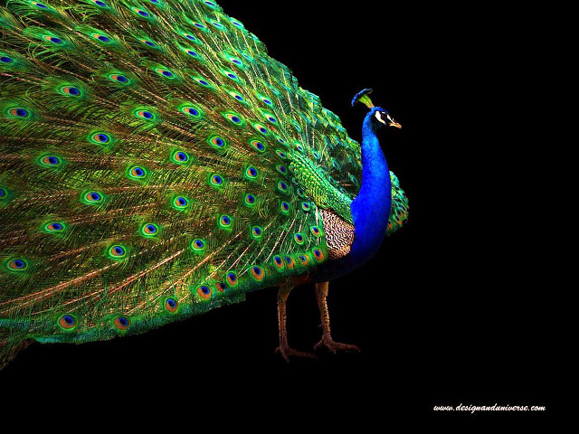 Peacock feathers spread tail display free wallpaper - medium preview image