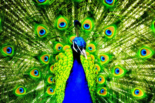 Peacock feathers spread out tail #4 free wallpaper - medium preview image