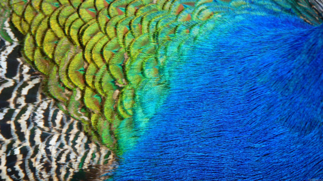 Peacock closeup blue green feathers free wallpaper - medium preview image