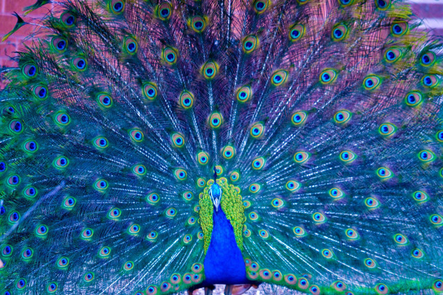 Peacock feathers spread blue green free wallpaper - medium preview image