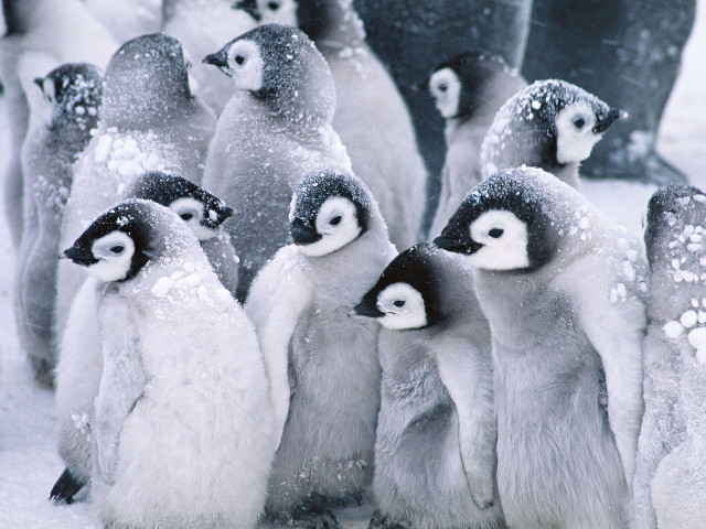 Penguins standing snow together group free wallpaper - medium preview image